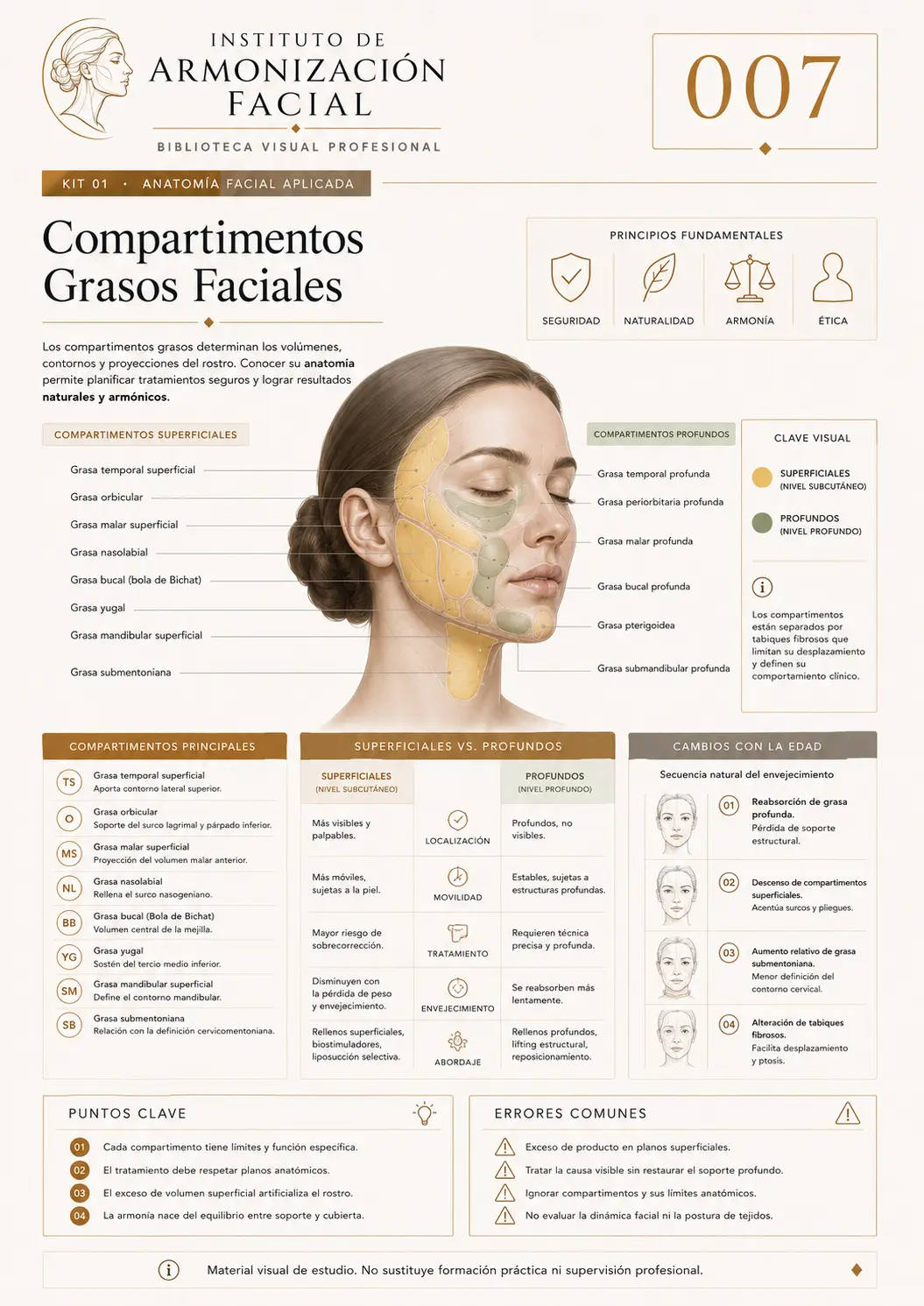 Hoja de estudio visual: Compartimentos grasos faciales