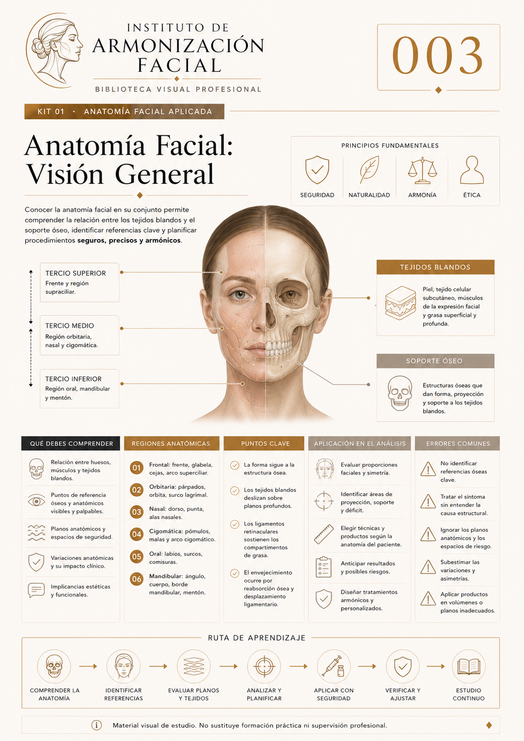 Hoja de estudio visual: Anatomía facial: visión general
