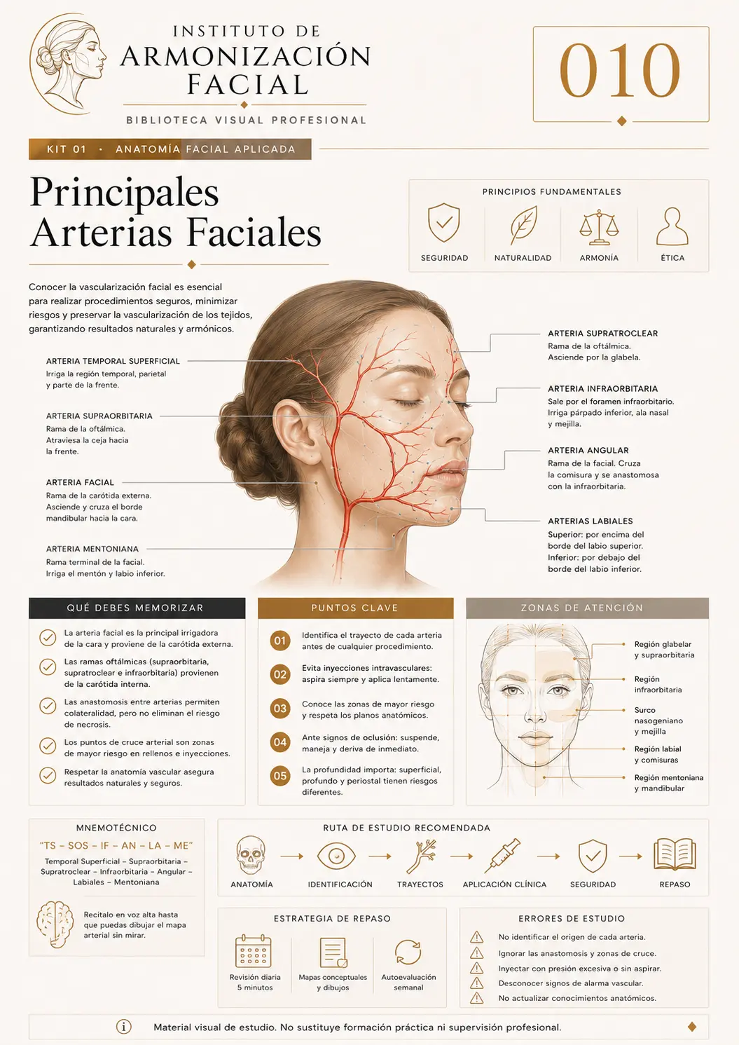 Hoja de estudio visual: Principales arterias faciales